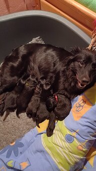 Pyrenejský ovčák FACE RASE s PP - 6