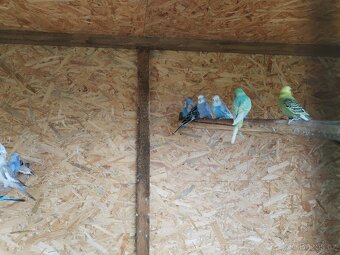 Korely, andulky, zebřičky - 6