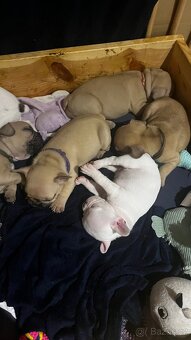 Štěňata francouzský buldoček - 6