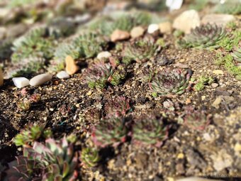 Prodej netřesky Znojmo - 6