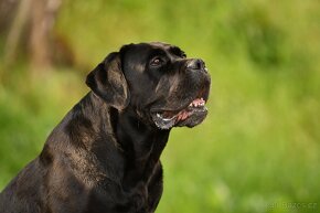 Cane Corso - 6