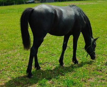 Lusitano x Welsh pony B - 6