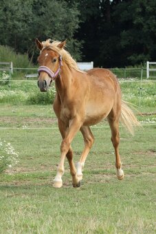 Hříbě sportovní pony - 6