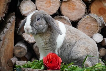 Krasna miminka rex beranků ( plyšová srst) - 6