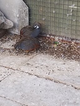 Andulka vlnkovaná - 6