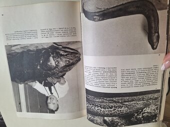 Velký obrazový atlas ryb - 6