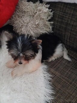 Jorkšír biewer bez pp malého vzrůstu - 6