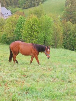 AQH valach - 6