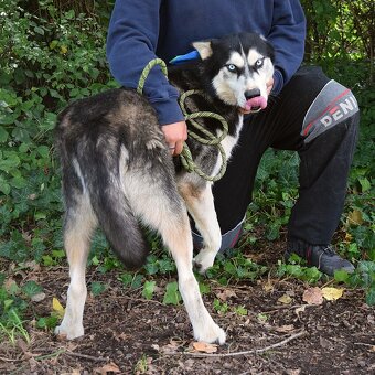 PUMA K ADOPCI - přátelský hasky - 6