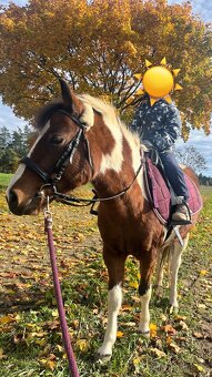 Pony klisna - 6