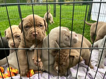 American Bully xl/xxl - 6