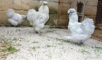 Hedvábnička velká vousatá - EU - 6