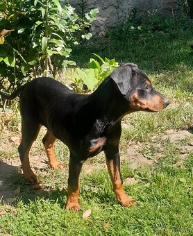 Německý pinč - 6