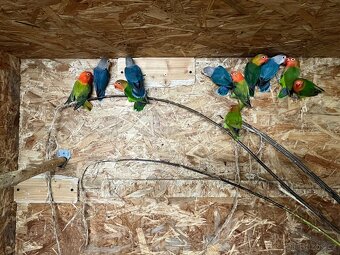 Agapornis fischeri - 6