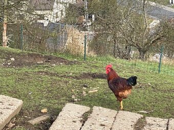 Kohout, kohouti Dvořákovy mix 10ks vysezeni slepicemi - 6