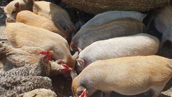 Vietnamské sele - 6