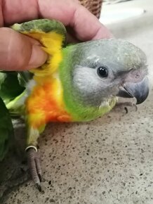 Papoušek senegalsky - 6