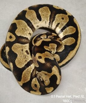 Krajta královská subadult a adult - 6