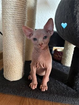 Koťata sphynx - 6