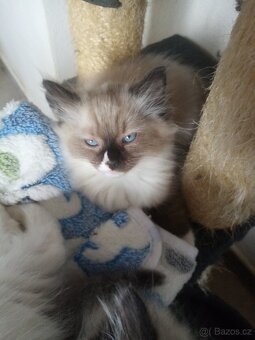 Koťata Ragdoll bez pp - 6