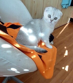 Skotské koťata bez PP - 6