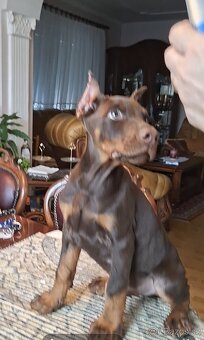 Doberman šteniatka s PP.. - 6