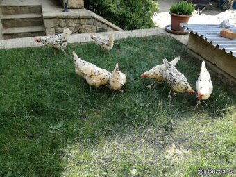 VLASKA EXCHEQUER letošní kohoutci - 6