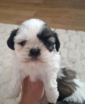 Shihtzu - 6