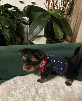 Jorkšírský teriér - 6