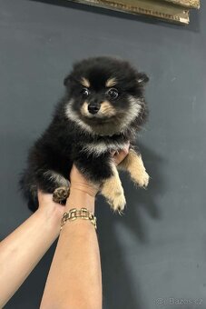 Pomeranian, Pomerian - 6