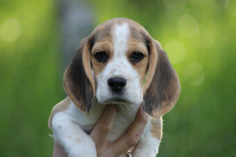 Beagle szczeniaczki po Championie Polski ZKwP (FCI) - 6