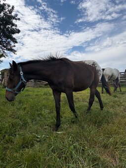 Kobylka Tara x appaloosa - 6