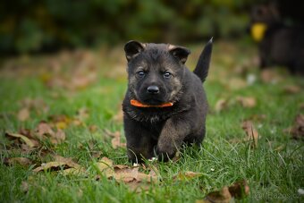 Německý ovčák s PP - 6