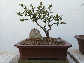 Skalník celokrajný bonsai - 6