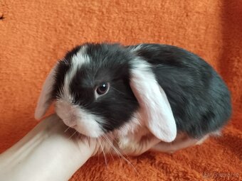 Zakrslý králík lvíček, beránek, Teddy - 6