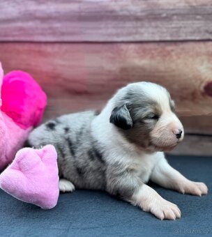 Miniaturní Americký ovčák s PP, blue merle pes - 6