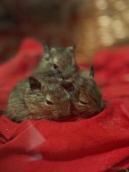 OSMÁK DEGU mláďata - 6