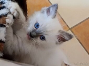 Koťata Ragdoll - 6