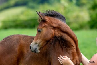2-letá wpbr klisnička - 6