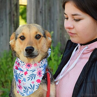 ŠEJLA K ADOPCI - 1 ROK, VDĚČNÁ, ODDANÁ,LASKAVÁ - 6