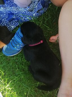 Labradorský retrívr - štěňata - 6
