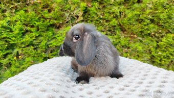 Zakrslý beránek, králíček, králík - PATRICIE - 6