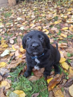 Šťěňata kříženců - 6