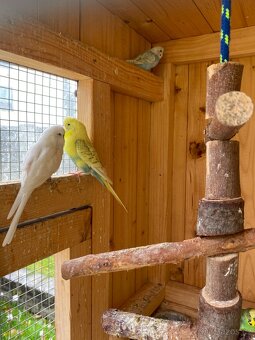 Prodám mladé andulky - 6