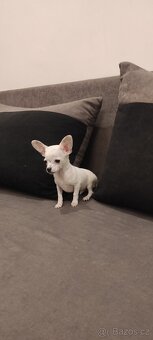 Čivava štěňata s PP - 6