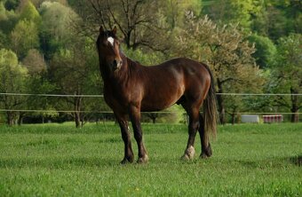 Připouštění Welsh Cob D - 6