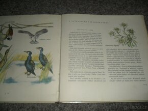příroda - Zoologická zahrada, Ráj zvířat, Naše houby, různé - 6