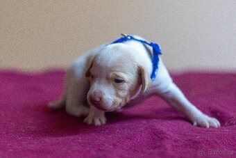 Saintgermánský ohař - štěňátka k zamluvení - 6