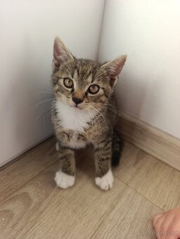 Koťátka k odběru - 6