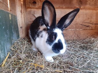 Samičky a samci Českého strakáče - 6